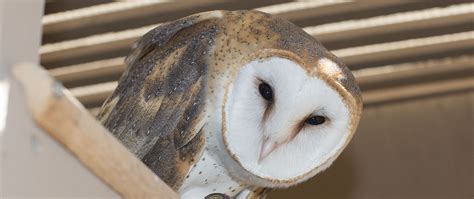 Liberty wildlife - Liberty Wildlife is a non-profit organization that provides wildlife rehabilitation, environmental education, and conservation services in Arizona. Visit their campus …